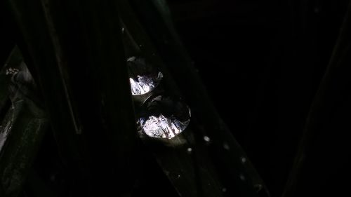 Close-up of broken plant against black background