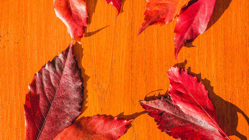 Close-up of autumn leaves