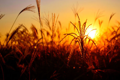 Long yellow grass, wheat silhouette captured during sunset