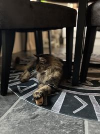 High angle view of cat sitting on table