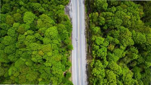 High angle view of road amidst trees in forest