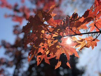 Low angle view of autumnal leaves on tree