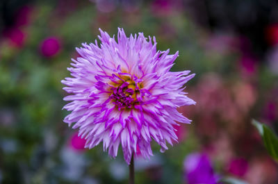 Close-up of bee pollinating on purple flower