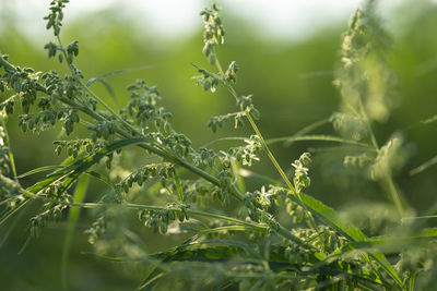 Close-up of plants growing on field