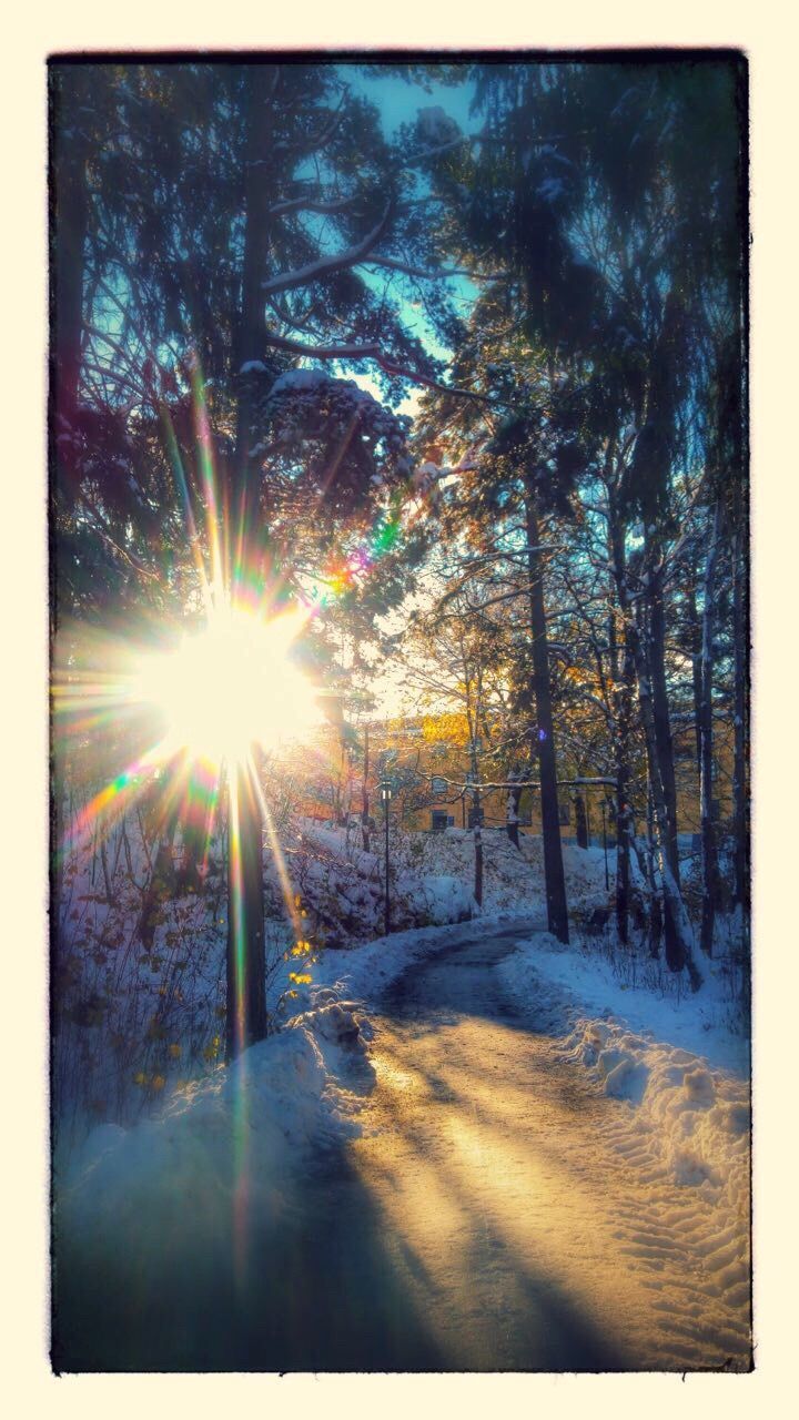 tree, sun, nature, sunlight, lens flare, no people, sunbeam, outdoors, growth, snow, beauty in nature, day, road, tranquil scene, cold temperature, scenics, branch, sky