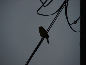 Low angle view of birds perching on tree