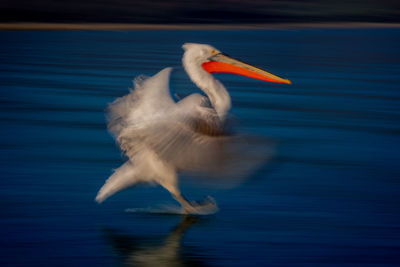 Close-up of pelican on lake