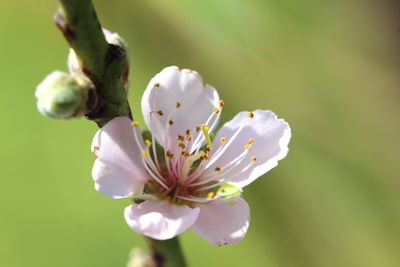Close-up of white cherry blossom
