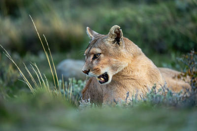 Close-up of lioness