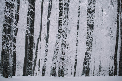 Frozen trees on landscape during winter