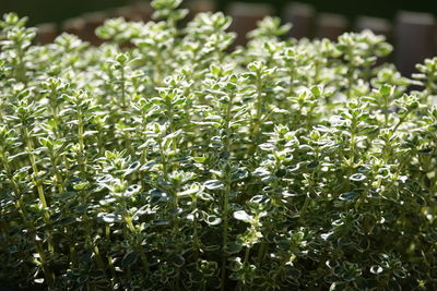 High angle view of plants
