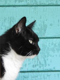 Close-up of a cat looking away