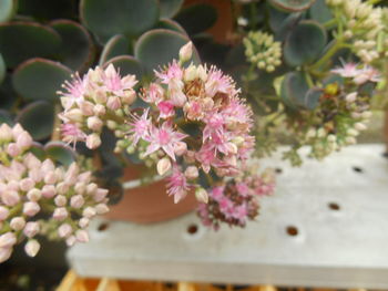 Close-up of pink flowers growing on plant