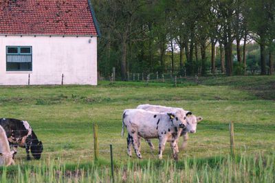 Cows in a field