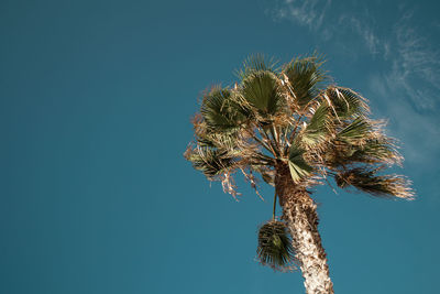 Low angle view of palm tree against clear blue sky