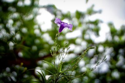 Close-up of purple flowers blooming outdoors