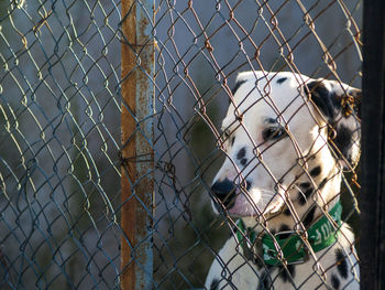 Close-up of chainlink fence in cage