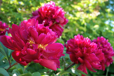 plant