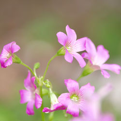 Close-up of pink flowering plant