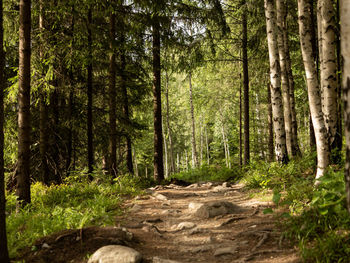 Dirt road amidst trees in forest