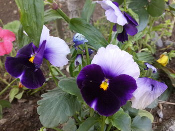 Close-up of fresh purple iris flowers in bloom