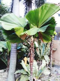 Close-up of fresh green plant