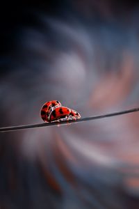 Close-up of ladybug on leaf