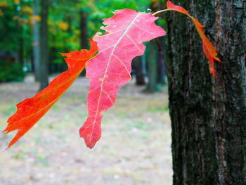 Close-up of red maple leaves on tree trunk