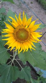 Close-up of sunflower