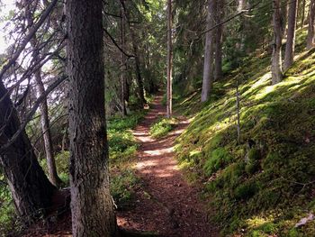 Footpath amidst trees in forest