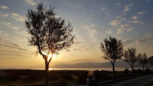 Silhouette tree by road against sky during sunset