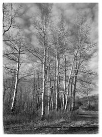 Bare trees in forest