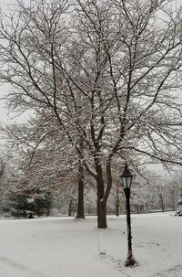 Bare trees on snow covered landscape