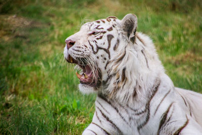 Close-up of a cat lying on land