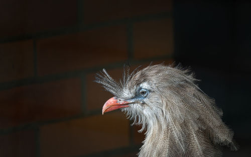 Close-up of a bird