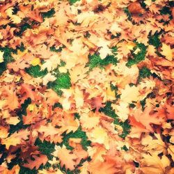 Full frame shot of autumn leaves