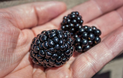 Close-up of hand holding berries