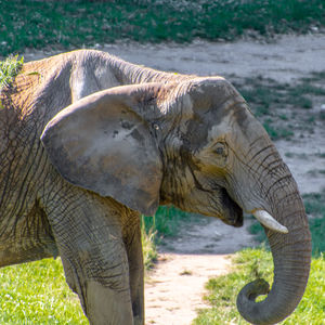 Elephant in a field