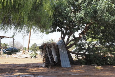 tree