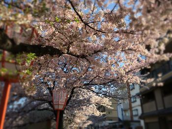 Low angle view of cherry blossom tree against sky