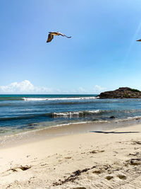 Bird flying over beach