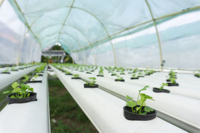 Close-up of potted plants in greenhouse