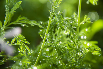 Close-up of wet plants during rainy season