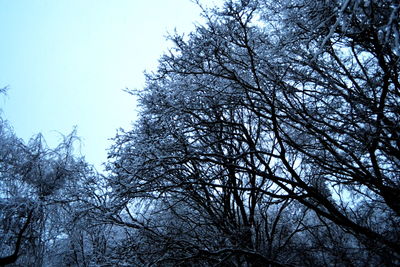 Low angle view of tree against sky