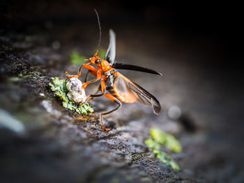 Close-up of insect