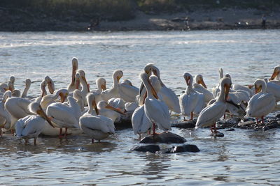 Flock of seagulls on lake