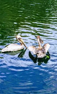 Ducks swimming in lake