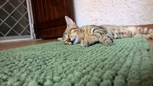 Cat sleeping on bed