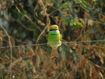 Close-up of bird perching on branch