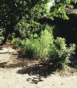 Shadow of trees on plant